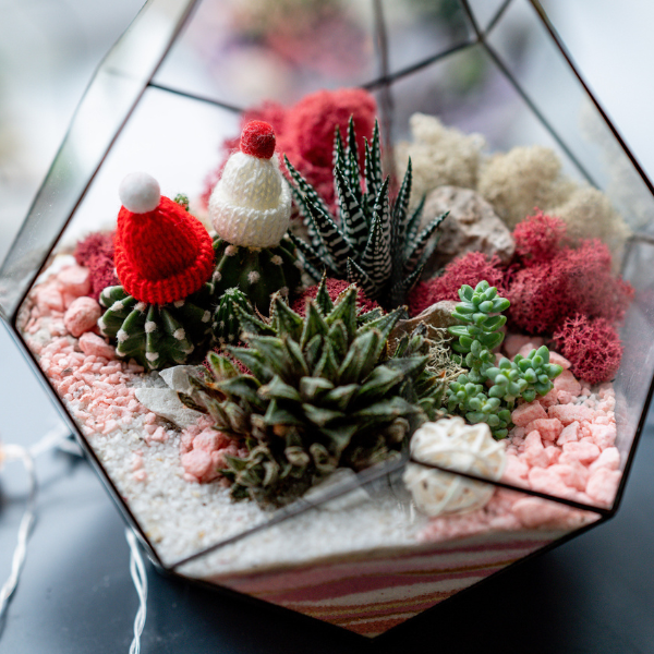 Holiday Terrarium